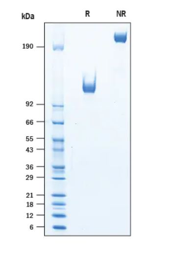 2 μg/lane Protein  was resolved with SDS-PAGE under reducing (R) and non-reducing (NR) conditions and visualized by Coomassie® Blue staining.